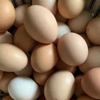 تخم مرغ با قیمت و کیفیت عالی