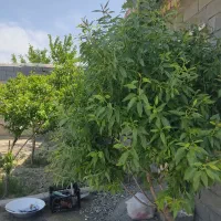 باغچه 500 متری حاشیه بزرگراه|فروش زمین و ملک کلنگی|مشهد, میان ولایت|دیوار