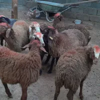 گوسفند کاور نر|حیوانات مزرعه|سنقر, |دیوار