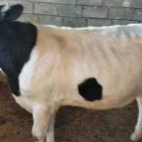 فروش گوساله|حیوانات مزرعه|سر آسیاب یوسفی, |دیوار