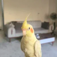 عروس هلندی لوتینو|پرنده|شاهینشهر, خانه کارگر|دیوار