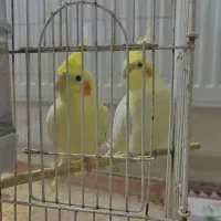 یک جفت عروس هلندی بالغ