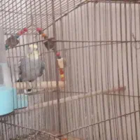 عروس هلندی نر مست آماده جفت گیری|پرنده|دوگنبدان, |دیوار