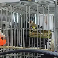 سیره جوجه قفس|پرنده|جوانرود, |دیوار