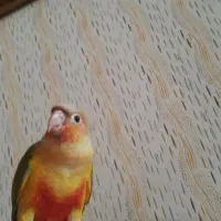 گرینچیک ۵ماهه دستی شاه تخم باهوش|پرنده|مشهد, سازمان آب|دیوار