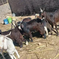 بره|حیوانات مزرعه|گناباد, |دیوار