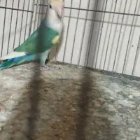 طوطی برزیلی