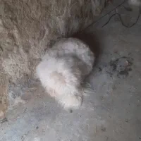 سگ پشمالو سفید آروم خونگی دستی