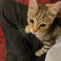 واگذار گربه