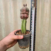 گل طبیعی کاکتوس پیوندی استریاس