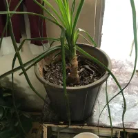 گیاه لیندا