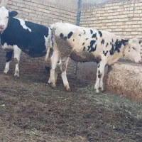 گوساله ماده