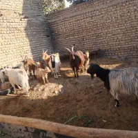 تعداد هفت راس بز|حیوانات مزرعه|هشتگرد, هشتگرد قدیم|دیوار