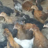 مرغ خروس دو ماهه گلپایگان