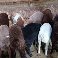 بره نر و ماده|حیوانات مزرعه|قوچان, |دیوار