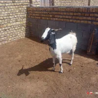 میش و بز فروشی
