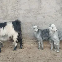 بزدوقولو زا|حیوانات مزرعه|ساوه, |دیوار