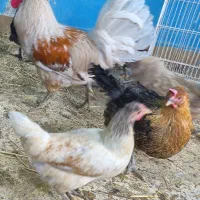 خروس محلی