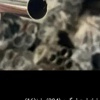 آبچکان روکش دار|آب‌چکان و نظم‌دهنده ظروف|قم, خداکرم|دیوار