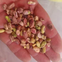 پسته پسته پسته گلدار گوشتی تازه|خوردنی و آشامیدنی|قم, یزدان‌شهر|دیوار