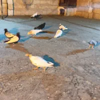 کبوتر بوم