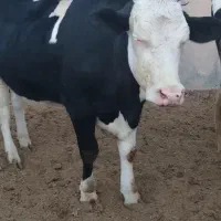 گاو سیمینتال گردندار چاق و سرحال