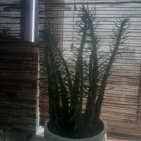 کاکتوس