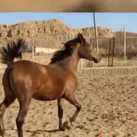 مادیان ۴ساله کره بن شیخ