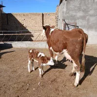 گاو‌سمیتال‌با‌گوساله‌ماده