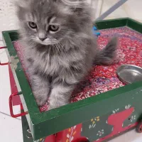 توله گربه پرشین خاکستری