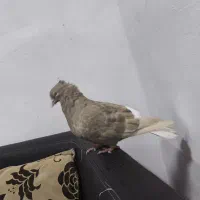 کبوتر دمسفید