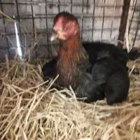 مرغ بومی تخم گذار|حیوانات مزرعه|خمینی‌شهر, |دیوار