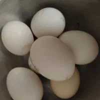 مرغ گلین تخمگذار|حیوانات مزرعه|شیراز, شهرک والفجر|دیوار