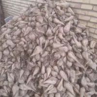 باسلام چغندر ۷۰۰ کیلو