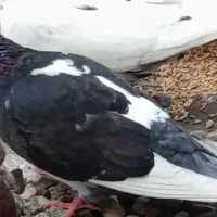 کبوتر معامله