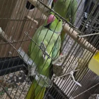 ملنگو|پرنده|سبزوار, سجاد|دیوار