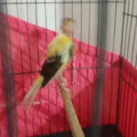 یک عدد قناری نر رسمی ابلغ