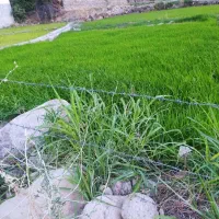 تیم برنج هاشمی دم سیاه