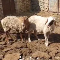 بز .میش ابستن .میش بدون بره|حیوانات مزرعه|بردسکن, |دیوار