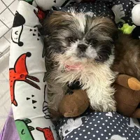 طوله ۳ ماهه شیتزو سوپر فلت