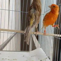 قناری دارچینی و چغندری ماده مست جوان آماده|پرنده|شاهینشهر, شهرک امام علی|دیوار