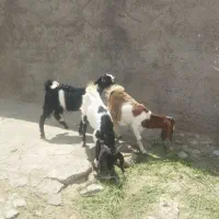 ۳تا بزغاله نر پاکستانی میش