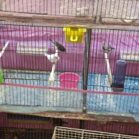 فنچ مولد|پرنده|ارومیه, |دیوار