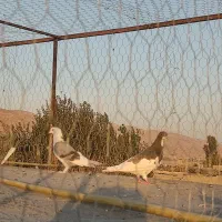 پشت سیز نر|پرنده|شیراز, کفترک|دیوار