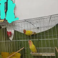 طوطی باقفس