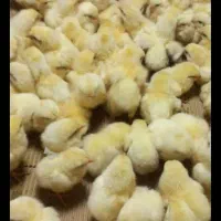 فروش جوجه خروسک جوجه گوشتی نژادراس