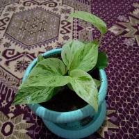گل.|گل و گیاه طبیعی|مرند, |دیوار