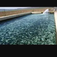 اجاره پرورش ماهی با کلیه تجهیزات