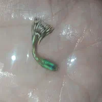 ماهی گوپی