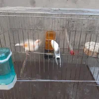 قناری نر مست